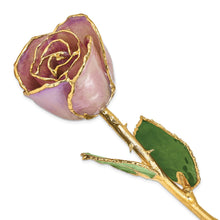 Load image into Gallery viewer, Lacquer Dipped Gold Trim Lavender Rose
