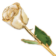 Load image into Gallery viewer, Lacquer Dipped Gold Trimmed Cream/White Rose
