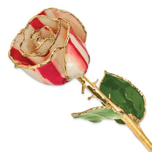 Load image into Gallery viewer, Lacquer Dipped Gold Trim Peppermint Rose
